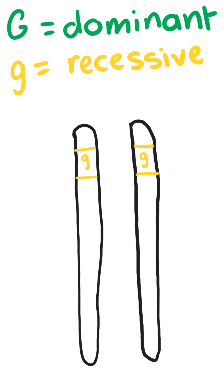 <p>The diagram shows two homologous chromosomes. What can the organism be described as?</p>