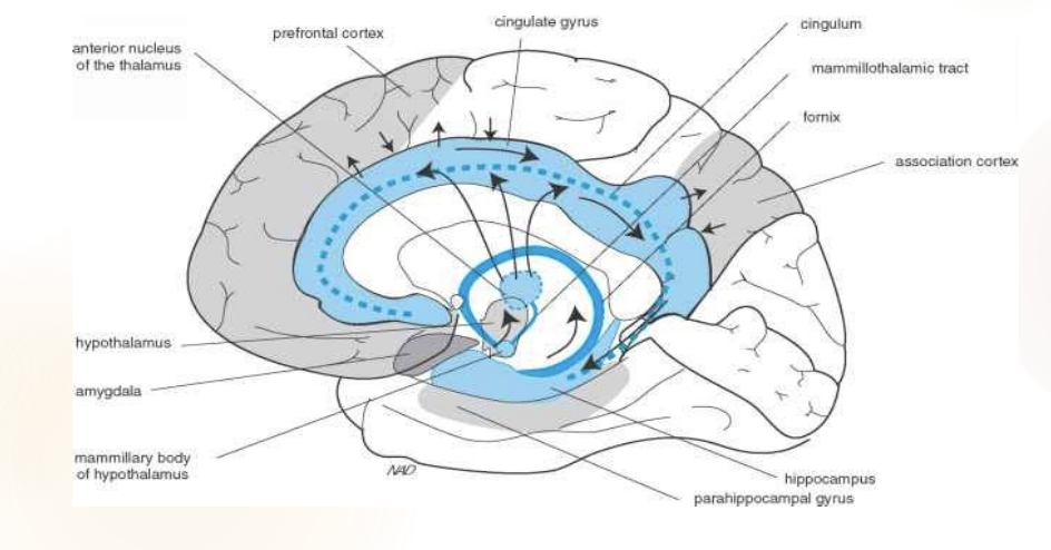 <p>Cingulate&nbsp;</p><p>Hippocampus </p><p>Mammillary bodies </p><p>Thalamus </p><p>Back to cingulate</p>