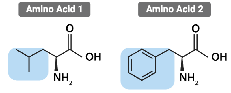 <p>What is the most likely interaction between the R groups of these amino acids?</p>