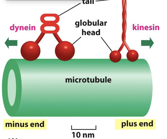 <ul><li><p><strong>Motor proteins:</strong></p><ul><li><p>move along the tracks in a specific direction </p></li></ul></li><li><p><strong>Types:</strong></p><ul><li><p><u>Kinesin:</u></p><ul><li><p>walk along microtubules and involved in vesicle transport </p></li><li><p>plus-end directed ( outward transport- away from cell body)</p></li><li><p>movement from “-” to “+” end of microtubule using energy fro. hydrolysis of ATP</p></li></ul></li><li><p><u>Dyenin:</u></p><ul><li><p>minus end directed ( inward transport)</p></li><li><p>movement from “+” to “-” end of microtubule filament towards cell center</p></li><li><p>It converts chemical energy from ATP hydrolysis into mechanical energy of movement to walk along microtubule while carrying a vesicle </p></li></ul></li></ul></li></ul><p></p>