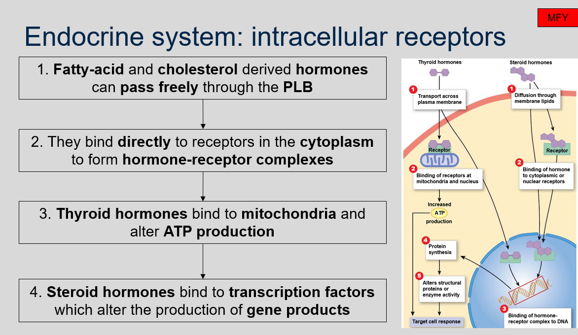 1\. Fatty-acid and cholesterol derived hormones can pass freely through the PLB  

2\. They bind directly to receptors in the cytoplasm to form hormone-receptor complexes  

3\. Thyroid hormones bind to mitochondria and alter ATP production  

4\. Steroid hormones bind to transcription factors which alter the production of gene products  