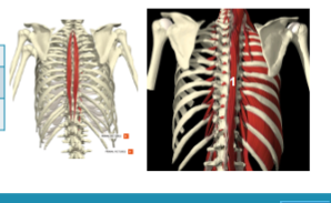<p><span>Mm. spinales thoracis</span></p>