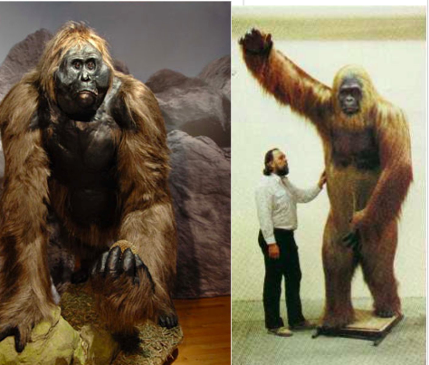 <p>An extinct genus of giant apes that lived in Asia, known for its massive size and herbivorous diet.</p>