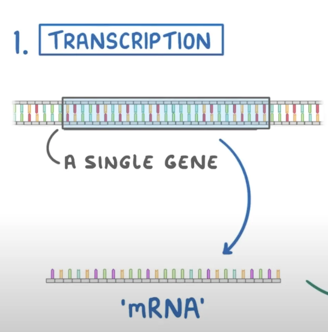 <p>the process by which a section of DNA (one gene at a time) is copied onto mRNA.</p>