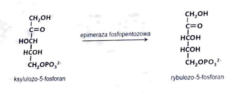 <p>epimerazę</p>