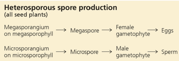 <p>heterosporous</p>