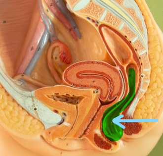 <p>Identify what the highlight/pointed to portion of the model is called.</p>