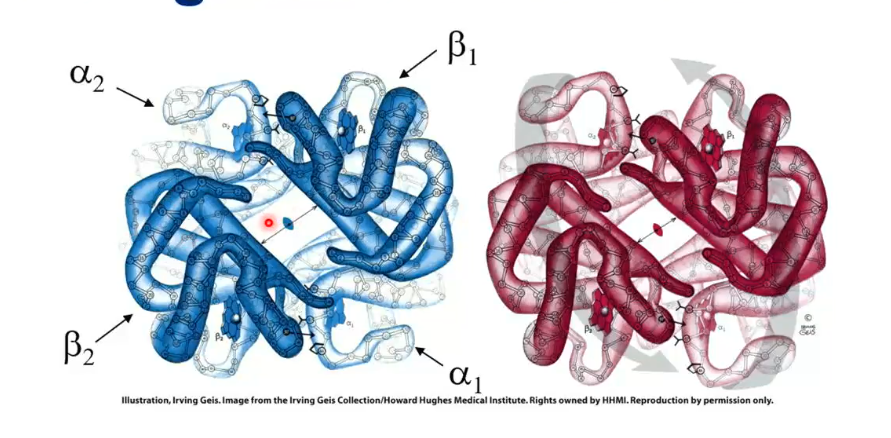 <ul><li><p>Hemoglobin is a tetramer</p></li><li><p>It has 4 monomers, 2 alpha and 2 beta</p></li><li><p>Has an exact C<sub>2</sub> symmetry structure, but if we assume alpha and beta are the same, then it has a pseudo-D2 symmetry.</p></li><li><p>Has promoters, the alpha and beta subunits</p></li><li><p>In alpha subunit, there is no D helix&nbsp;</p></li><li><p>The binding of  O<sub>2</sub> causes a conformational change of the tetramer: the alpha-beta protomer rotates 15 degrees upon O<sub>2</sub> binding and brings the beta chains closer</p></li><li><p>The blue structure in the picture is the hemoglobin with no oxygen attached, and the red is with oxygen attached.</p></li></ul><p></p>