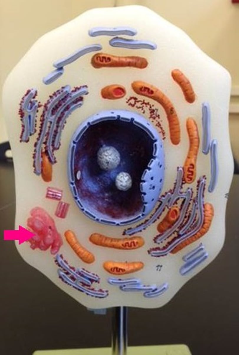 <p>Identify the organelle.</p>