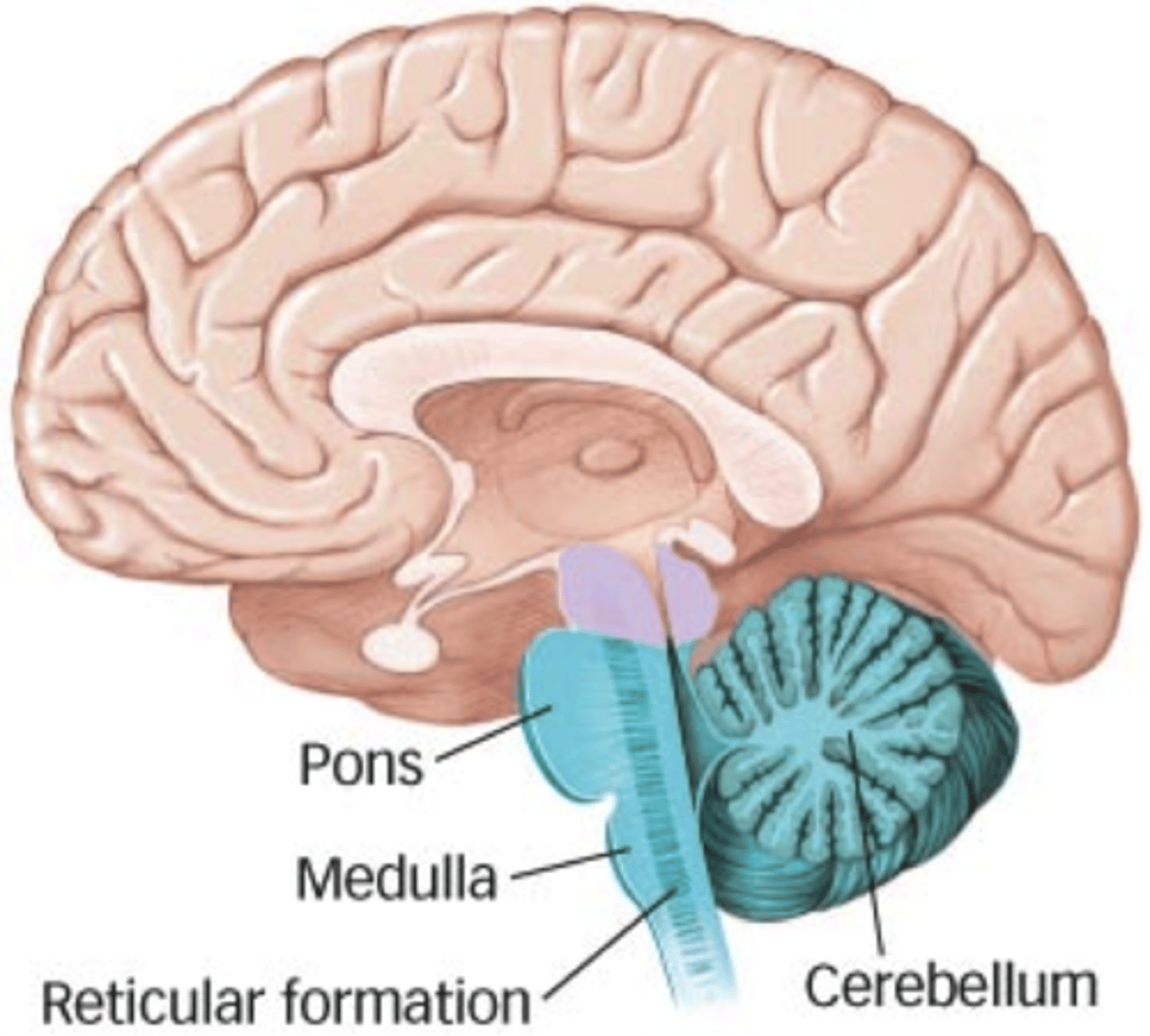 <p>The rear division of the brain, containing the cerebellum, pons, and medulla</p>