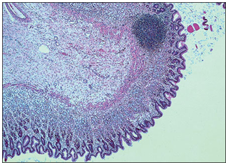 <p>name of histologic slide:</p><p>Specie:</p><p>Stain used:</p>