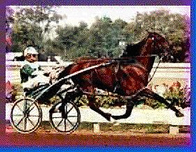 <p>Standardbred photos </p>