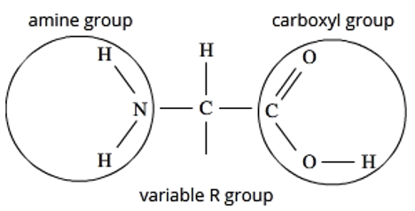 <ul><li><p>central carbon + singular Hydrogen</p></li><li><p>an amino group on one end </p></li><li><p>a carboxyl group on the other end (acid)</p></li><li><p>a variable R group/side chain, which is what distinguishes each amino acid from the other. </p></li></ul>