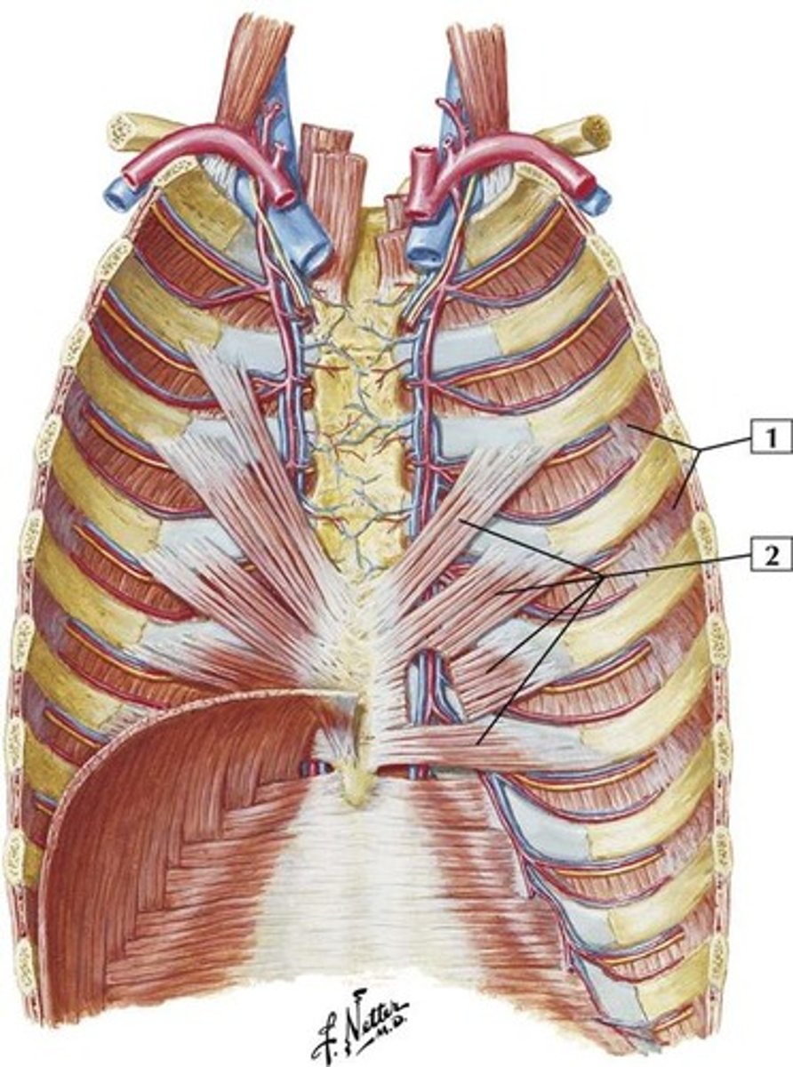 <p>Name Muscle Group 2</p>