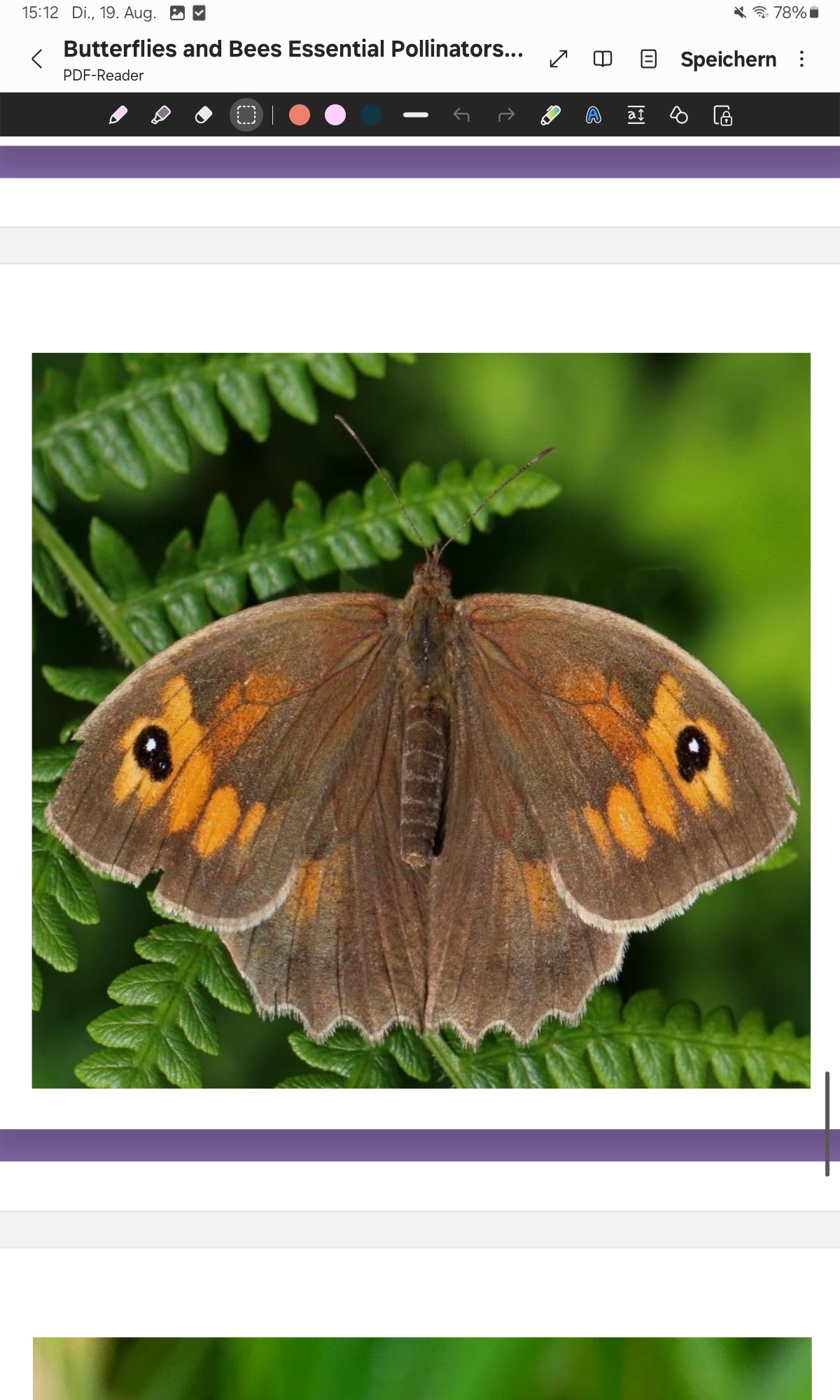 <p>Meadow Brown</p>