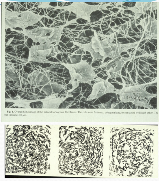 <p>10%, and are the second major component of the corneal stroma’s dry weight. It increases in density with age and have a radial organization. </p>