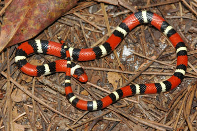 <p>Scarlet Kingsnake</p>