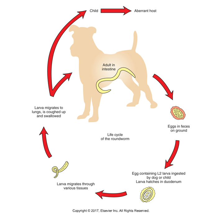 <ul><li><p>Roundworms - "Arrowhead"</p></li><li><p>Found: Worldwide​</p></li><li><p>Affects: Canines and felines​</p></li><li><p>Cause of infection: Ingestion of larvated eggs​</p></li><li><p>Adults 3-18 cm, usually coiled in feces or "spaghetti vomit"​</p></li><li><p>Symptoms: Vomiting, diarrhea, constipation, bowel obstruction, "pot-belly"​</p></li><li><p>Does not attach, undulates to stay in the intestine​</p></li><li><p>Oviparous; single cell egg released; larvae develop on ground to L2 and ingested​</p></li><li><p>L2 released from eggs and migrate to host lung, coughed up and swallowed​</p></li><li><p>Adults mature in host small intestine; dormant in adult female host- become active due to pregnancy hormones of host​</p></li><li><p>T. canis can cross placenta and milk and can infect babies; also zoonotic​</p></li><li><p>Treatment: vermifuge (piperazine or pyrantel) — paralyzes adults, pass in feces​</p></li><li><p>Treatment: vermicide - (thiabendazole or mebendazole) —kills parasite in host and broken down</p></li></ul><p></p>