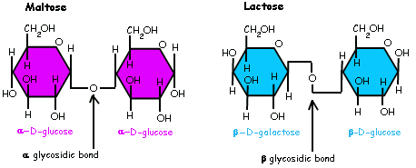 * covalent bonds that connect monosaccharides to form larger carbohydrates, such as disaccharides and polysaccharides. 
* formed through a condensation reaction, where the hydroxyl group of one monosaccharide reacts with the anomeric carbon of another monosaccharide, resulting in the formation of an oxygen bridge.
* play a crucial role in the structure and function of carbohydrates, including energy storage (e.g., starch and glycogen) and cell recognition (e.g., glycoproteins and glycolipids).