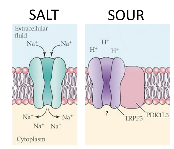 <p>We like:</p><ol><li><p>Mediated by Na+ ions floing through epithellal ionotropic channel</p></li></ol><p></p>