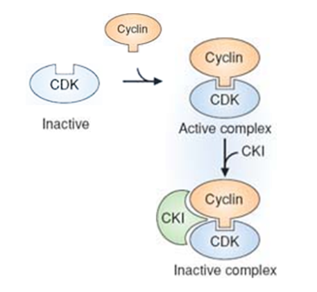<ol><li><p>cyclins (inducible)</p></li><li><p><strong><u>C</u></strong>yclin <strong><u>D</u></strong>ependent <strong><u>K</u></strong>inase (constitutive)</p></li><li><p><span><strong><u>C</u></strong>yclin dependent <strong><u>K</u></strong>inase <strong><u>I</u></strong>nhibitors (inducible)</span></p></li></ol><p></p>