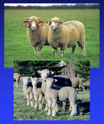 <ul><li><p>know for the ability to produce lamb crop anytime of the year </p></li><li><p>prolific ewe, also heavy milkers</p></li><li><p>produce lambs with moderate growth and maturity that yield heavy muscled carcasses </p></li><li><p>breed categories: medium wool, meat </p></li><li><p>distribution: north america, UK, australia, new zealand </p></li></ul><p></p><p></p>