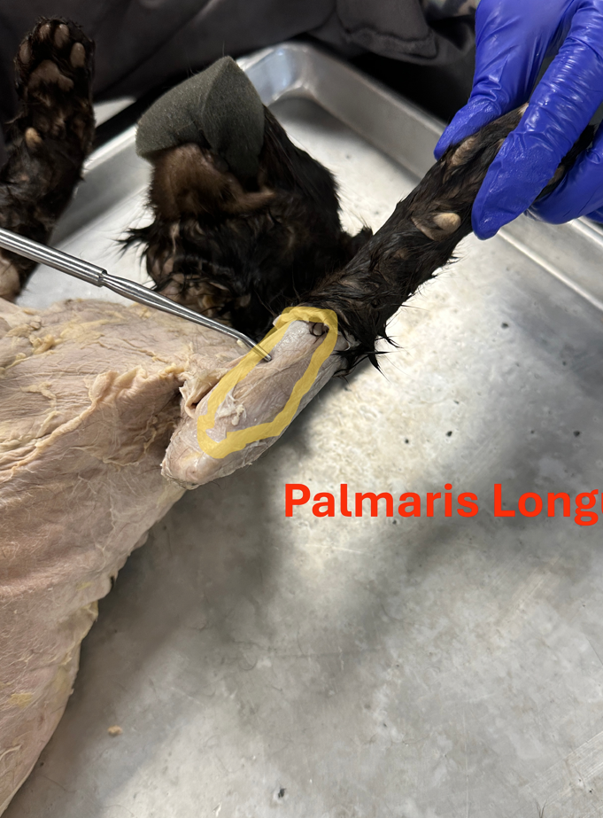 <p>Palmaris longus (Anterior forelimb muscles)</p>