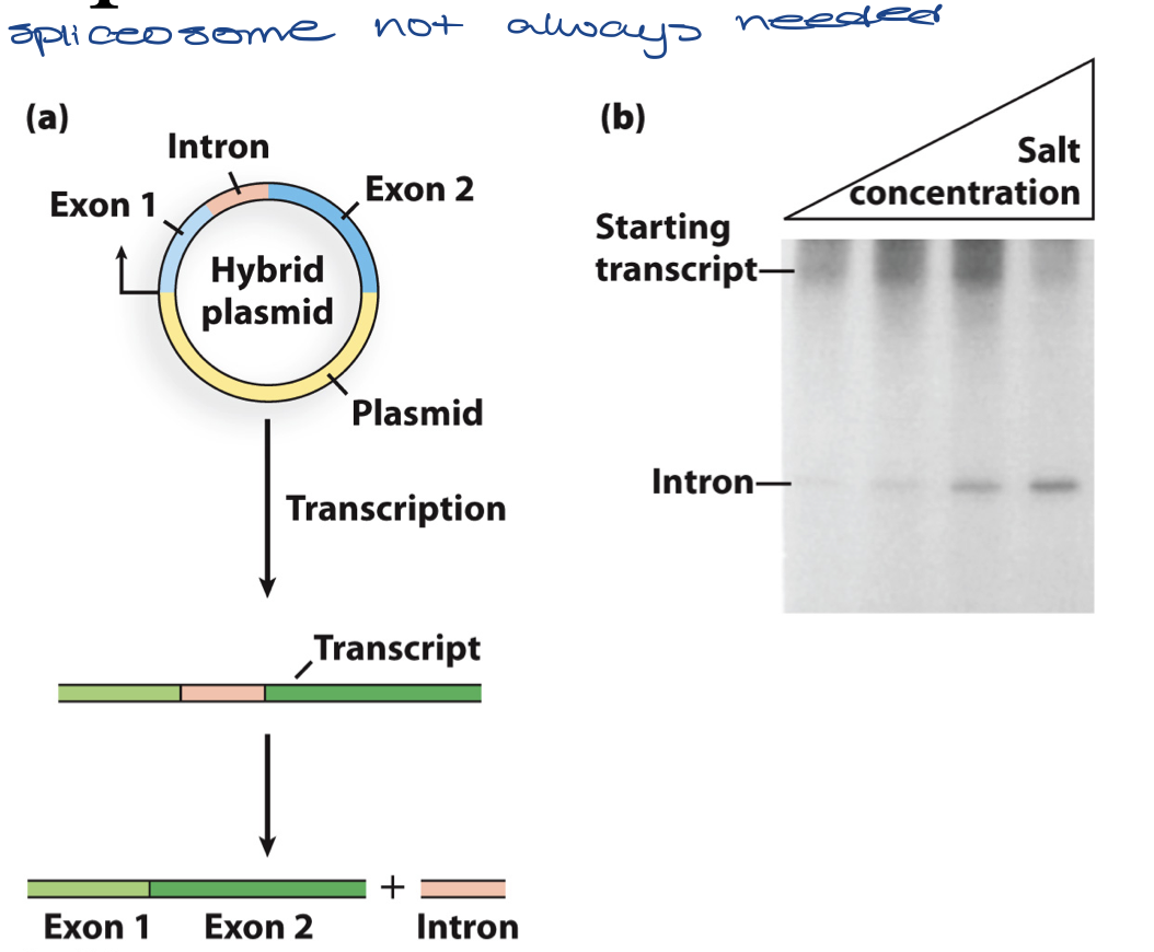 <ul><li><p>eukaryotic gene cloned into bacterial plasmid vector and transcribed with bacterial RNA polymerase in vitro</p><ul><li><p>found it had spliced itself (without help from any proteins)</p></li><li><p>reveals that RNA is capable of enzymatic activity</p></li></ul></li></ul>