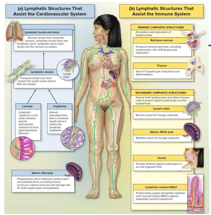 <p>- Ability to maintain a relatively constant internal environment</p><p>- The lymphatic system works with the cardiovascular system and the immune system, to achieve homeostasis</p><p>- Helps the immune system by housing and transporting immune cells</p><p>- Helps the cardiovascular system by returning interstitial/extra-cellular fluid (ECF) from capillary beds (includes excess fluids and excess proteins) to the venous system.</p>