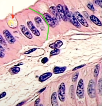 <p>Gob-let cell</p>
