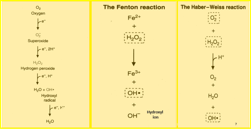 <p>The <strong>Fenton reaction</strong> is a chemical process that<strong> produces highly reactive hydroxyl radicals (•OH)</strong> by reacting <strong>hydrogen peroxide (H₂O₂)</strong> with <strong>iron ions (Fe²⁺)</strong>.</p>