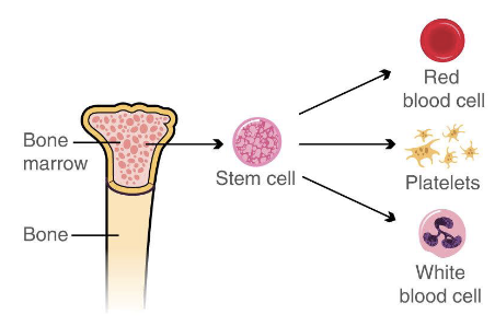 <ul><li><p>Circulate in the blood</p></li><li><p>Migrate (“home”) to different tissues and organs</p></li><li><p>Adapt to local environments</p></li><li><p>Scan for infection and perform homeostatic functions</p><ul><li><p>Homeostatic: opposite of defense</p></li></ul></li></ul><p></p>