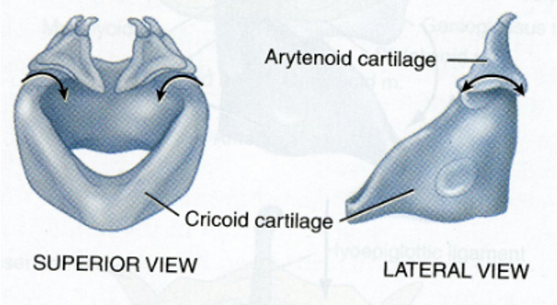 <p>Arytenoid cartilage (paired laryngeal cartilage)</p>