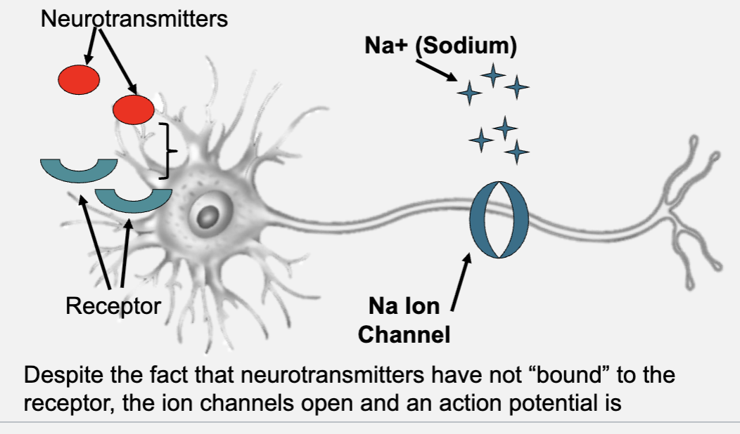 <p>Ions are directly involved in action potential</p><p>Typical way it works</p><ul><li><p>Sodium Ions: After neurotransmitters bind to receptors, sodium ions bind when channels open and make the neuron positive and allows it to fire</p></li><li><p>Potassium ions: Channel opens after neuron fires and makes it negative again </p></li></ul><p>With mania: Neurons fire too easily (too much sodium), the neurotransmitters do not have time to bind, but the sodium channel still opens and the neuron still fires </p><p>(depression would be underactivation)</p><p></p>