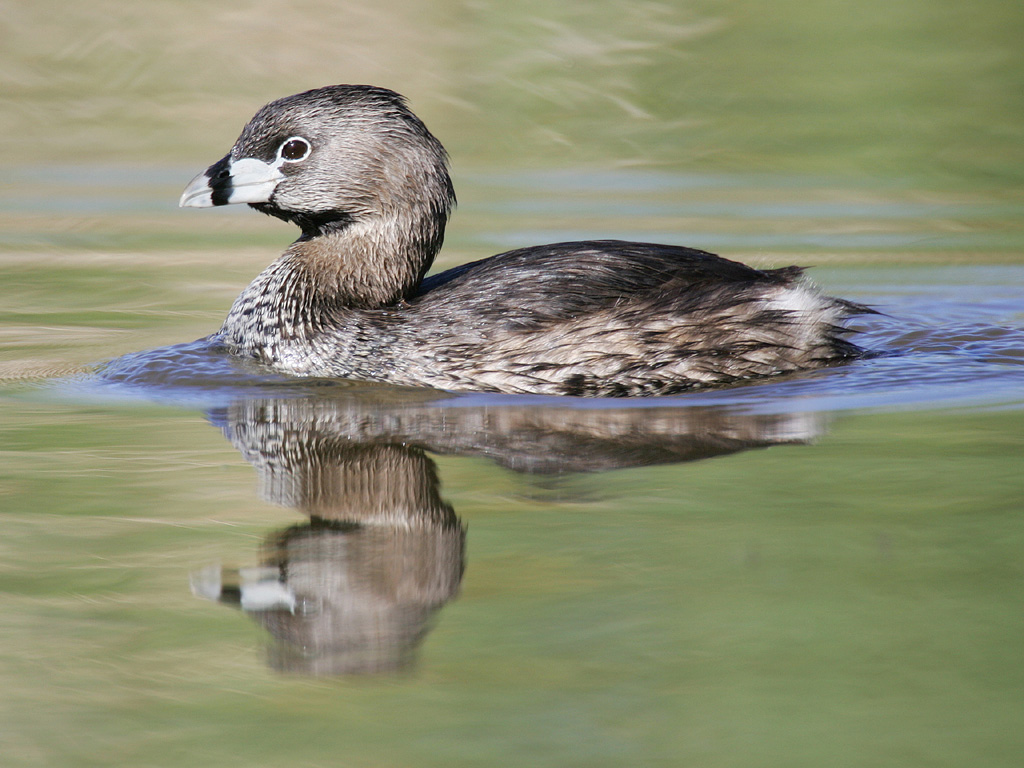 <p>black ring around white bill with black chin and throat</p>