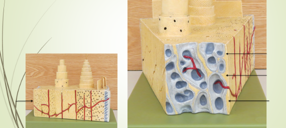 <p>This model demonstrates</p>