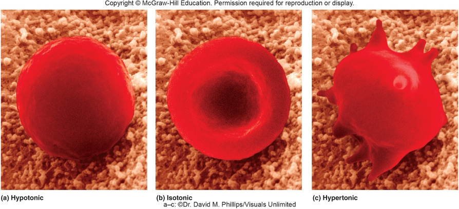<p>The cell maintains its normal shape and volume, with no net movement of water in or out</p><p>Concentrations of solutes in solution &amp; ICF are the same</p><ul><li><p class="MsoListParagraphCxSpLast">Normal saline (0.9% NaCl) is an example</p></li></ul><p></p>