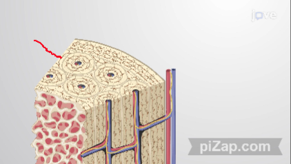 <p>what type of lamellae is this</p>