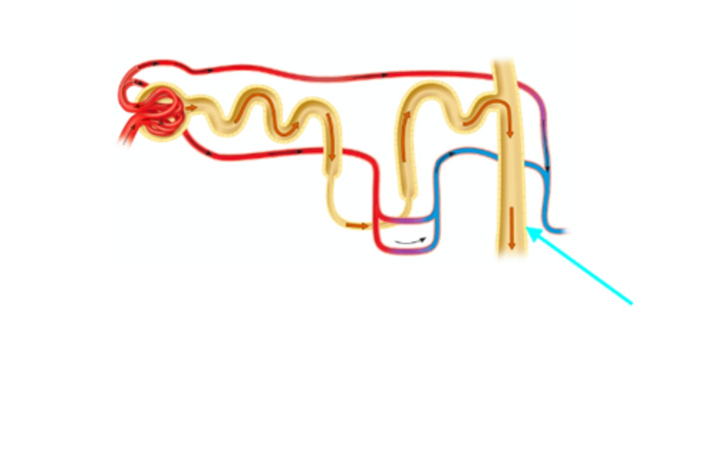 <p>What structure of the kidneys is the blue arrow pointing at?</p>