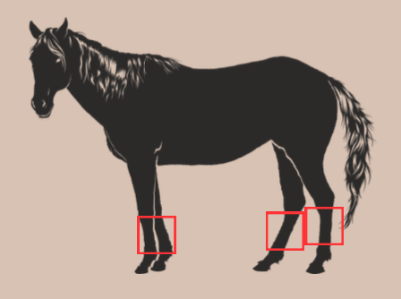 <p>Long bone; located between the knee and the fetlock on the front legs, and between the hock and the fetlock o n the rear legs</p>