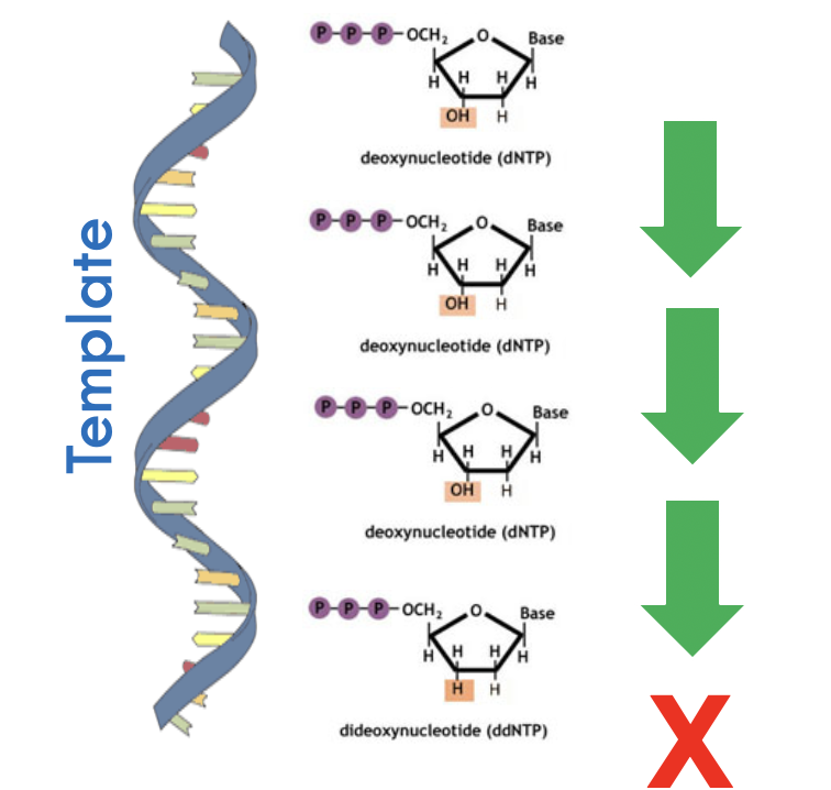 <ul><li><p class="Paragraph SCXO189466053 BCX4" style="text-align: left;"><span style="background-color: inherit; line-height: 19.55px; color: windowtext;"><span>ddNTP have a hydrogen replaced from hydroxyl in dNTP</span></span><span style="line-height: 19.55px; color: windowtext;"><span>&nbsp;</span></span></p><ul><li><p class="Paragraph SCXO189466053 BCX4" style="text-align: left;"><span style="background-color: inherit; line-height: 19.55px; color: windowtext;"><span>The hydroxyl is important for addition of next nucleotide</span></span><span style="line-height: 19.55px; color: windowtext;"><span>&nbsp;</span></span></p></li><li><p class="Paragraph SCXO189466053 BCX4" style="text-align: left;"><span style="background-color: inherit; line-height: 19.55px; color: windowtext;"><span>Thus next nucleotide is not able to be added</span></span><span style="line-height: 19.55px; color: windowtext;"><span>&nbsp;</span></span></p></li></ul></li><li><p class="Paragraph SCXO189466053 BCX4" style="text-align: left;">dNTPs are added in excess over ddNTPs in reaction mixture</p></li><li><p class="Paragraph SCXO189466053 BCX4" style="text-align: left;"><span style="background-color: inherit; line-height: 19.55px; color: windowtext;"><span>Termination Is random</span></span><span style="line-height: 19.55px; color: windowtext;"><span>&nbsp;</span></span></p><ul><li><p class="Paragraph SCXO46196968 BCX4" style="text-align: left;"><span style="background-color: inherit; line-height: 19.55px; color: windowtext;"><span>But will have termination at every single position</span></span><span style="line-height: 19.55px; color: windowtext;"><span>&nbsp;</span></span></p></li><li><p class="Paragraph SCXO46196968 BCX4" style="text-align: left;"><span style="background-color: inherit; line-height: 19.55px; color: windowtext;"><span>Provided there are enough clones</span></span><span style="line-height: 19.55px; color: windowtext;"><span>&nbsp;</span></span></p></li></ul></li><li><p class="Paragraph SCXO46196968 BCX4" style="text-align: left;">ddNTPs are labelled but dNTPs are not</p><ul><li><p class="Paragraph SCXO46196968 BCX4" style="text-align: left;">with fluorophores</p></li></ul></li></ul><p></p>