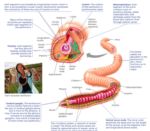 <p>Clade Sedentaria;</p><p>soil habitat</p><p>eat organic matter</p><p>100-175 segments</p><p>Hermaphrodites but can cross fertilize</p>