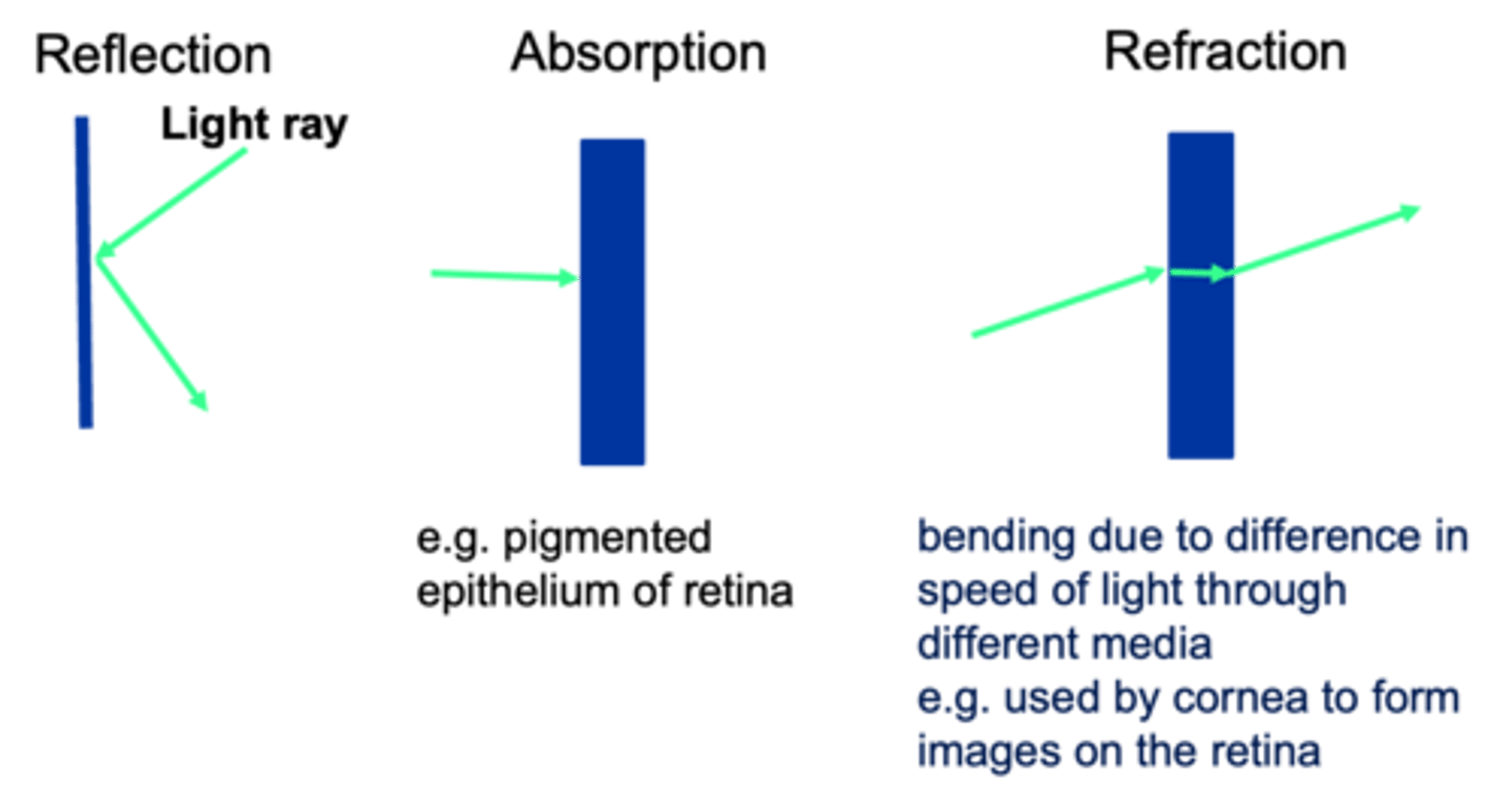 <p>Light rays interact in 3 ways</p>