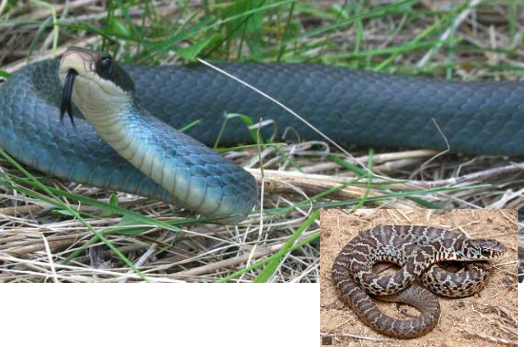 <p><span>what is this and what are its habitat and diet preferences</span></p>