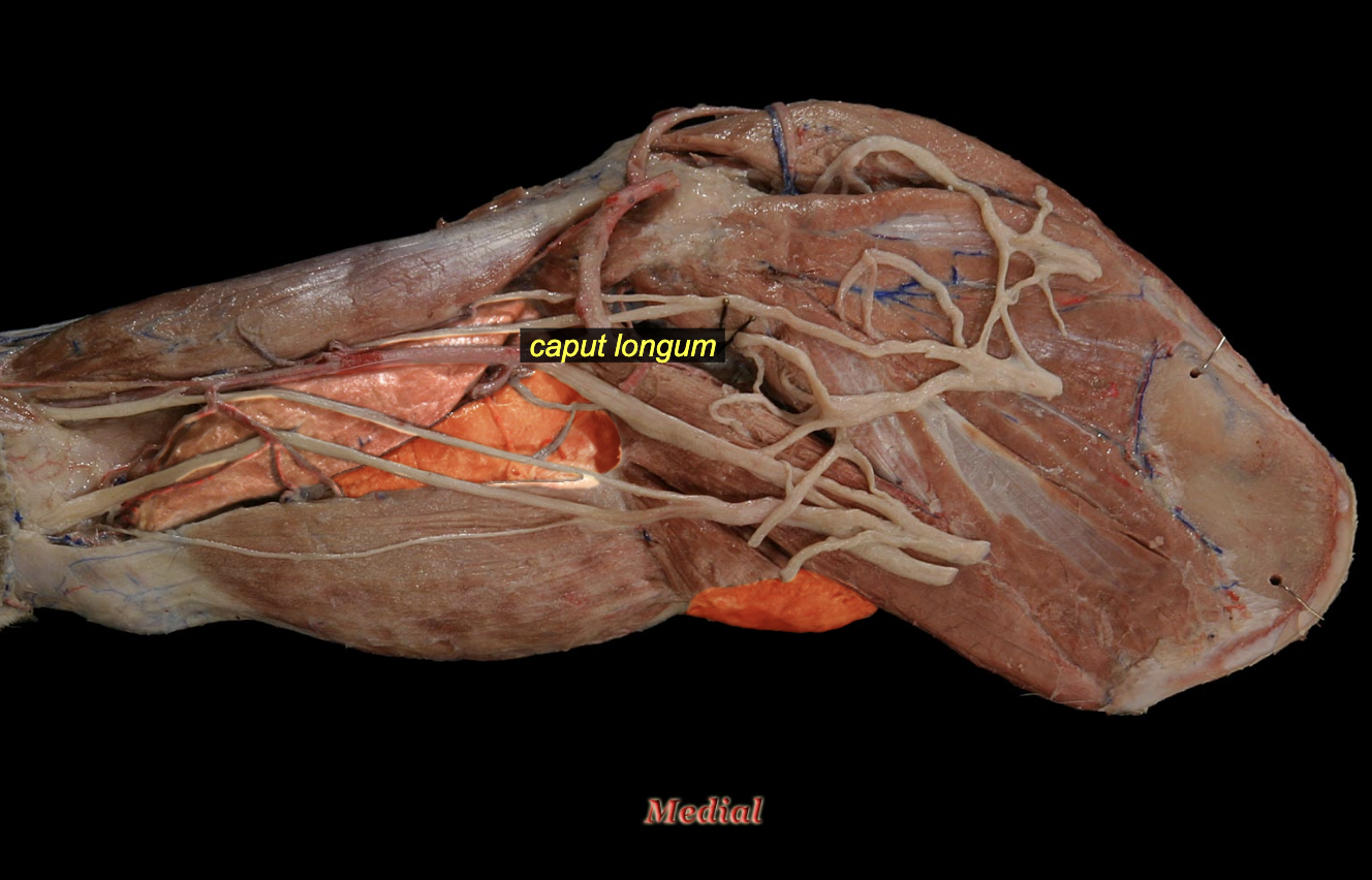 <p><span>O: caudal border of scapula</span><br><span>I: olecranon</span><br><span>A: shoulder flexion (long head only) and extension of elbow</span><br><span>N: radial n.</span></p>