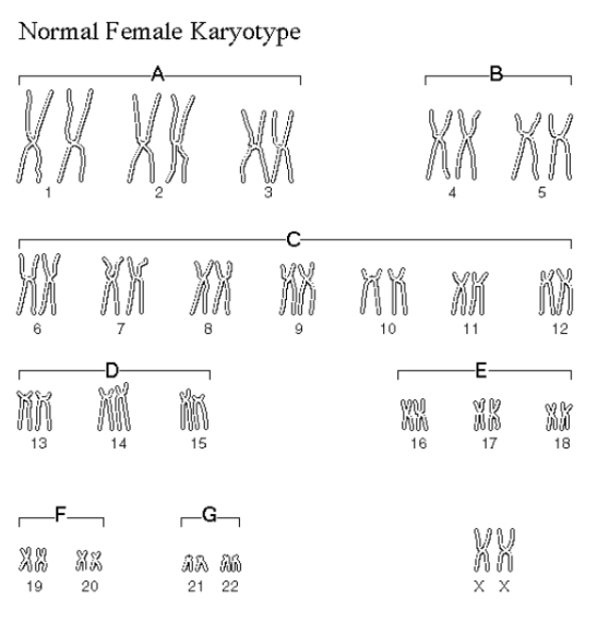 <p><span style="background-color: transparent; font-family: &quot;Comic Sans MS&quot;, sans-serif;"><span>&nbsp;A chart of homologous chromosome pairs used to pinpoint unusual chromosome numbers in cells.&nbsp; (Humans = 23 Homologous Pairs / 46 total chromosomes)</span></span></p>