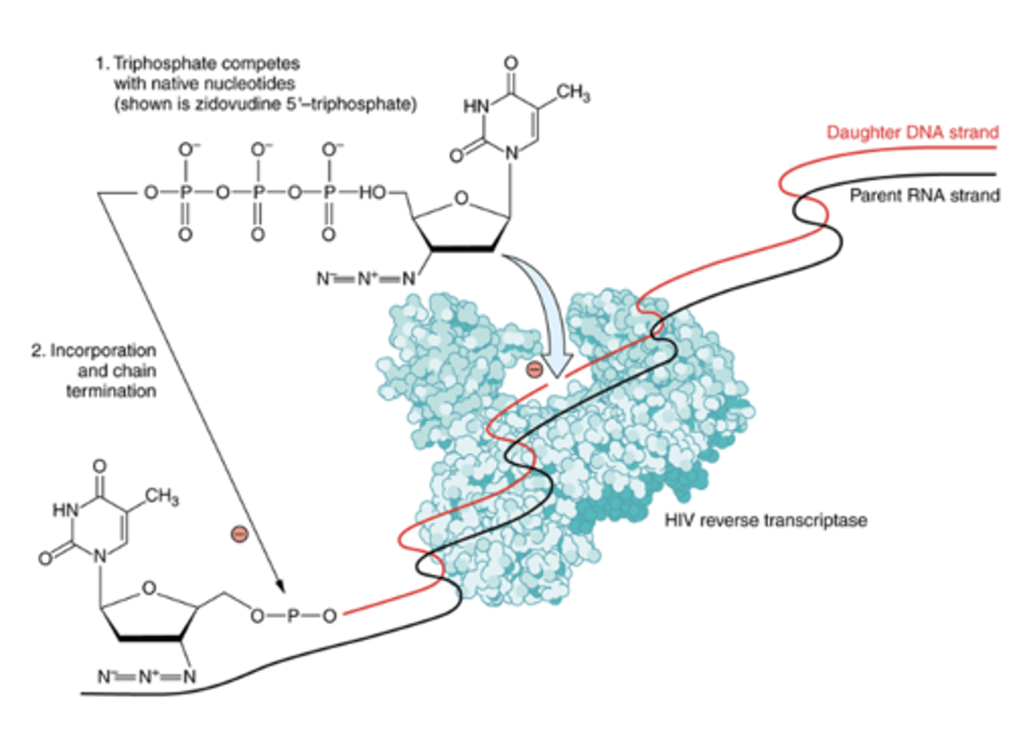 <p>NRTI’s competitively inhibit nucleotide binding to reverse transcriptase</p><p>- compete with endogenous nucleotides for binding to the active site of RT</p><p>- Lack the 3’ hydroxyl group and terminate the DNA chain (recall similar mechanism for acyclovir).</p><p>- Nucleoside analogs must be phosphorylated for activity</p><p>- Selectively inhibit HIV RT over human DNA polymerase</p><p>- Some inhibit a mitochondrial DNA polymerase (causes major adverse effect: myopathy)</p>