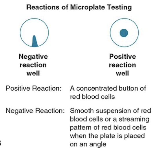 <ul><li><p> 96-well microtiter plate replaces test</p><p>tubes </p><ul><li><p> A concentrated button indicates a</p><p>reaction </p></li><li><p>Dispersed cells indicate<strong> no reaction</strong></p></li></ul></li></ul><p></p>