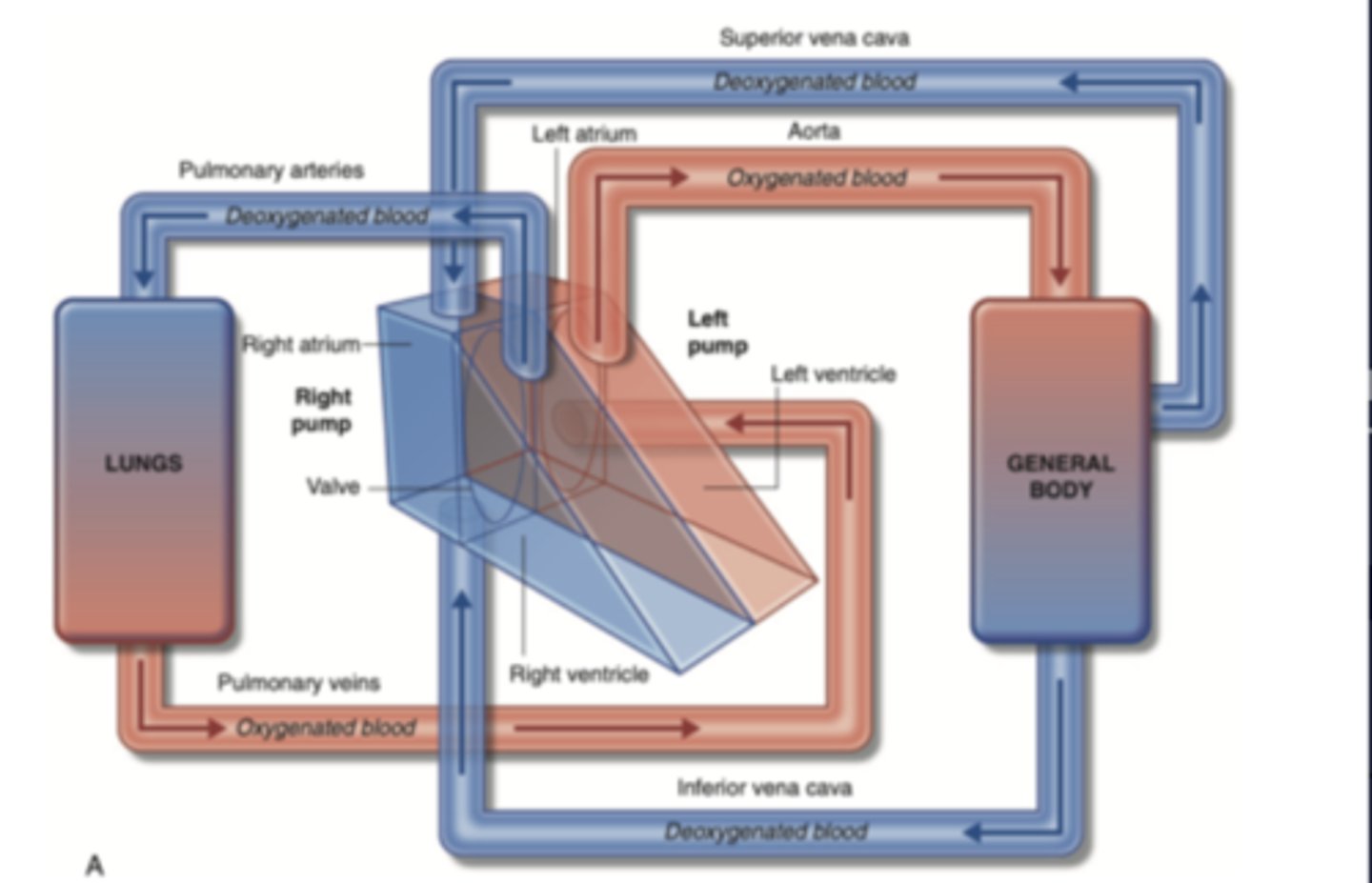 <p>Circulation of blood between the heart and the lungs</p><p>transports oxygen-poor blood from the right ventricle to the lungs, </p><p>where blood picks up a new oxygenated blood</p>