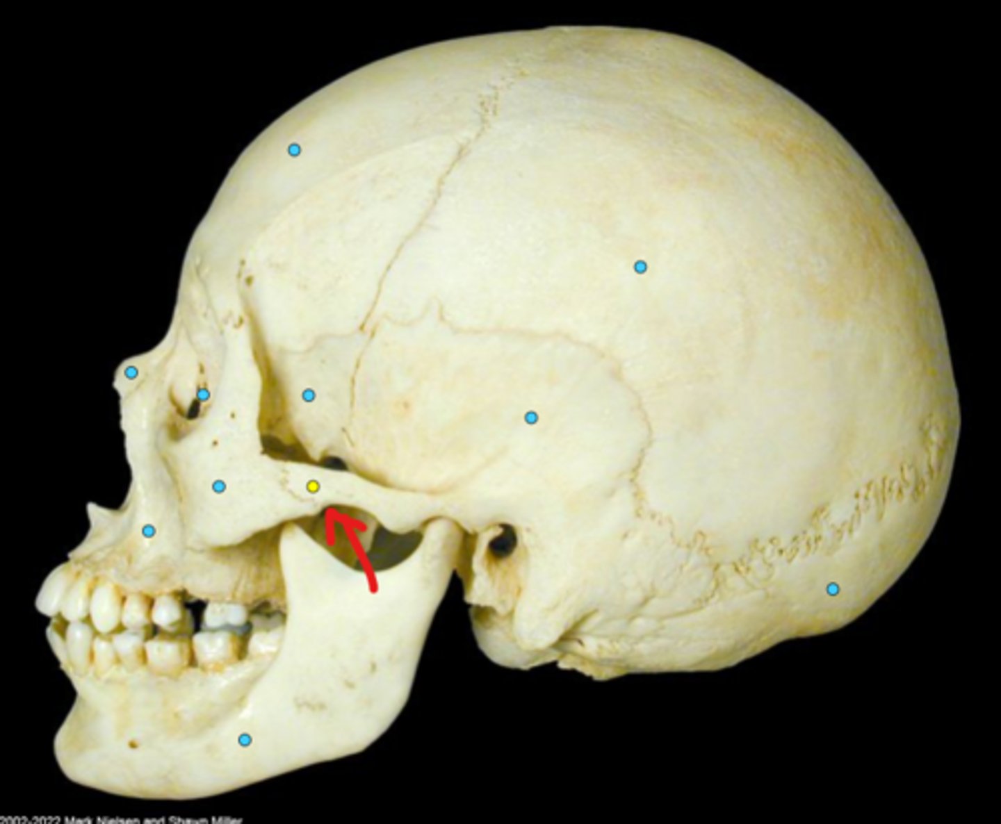 knowt flashcard image
